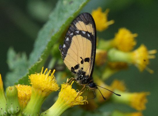 Acraea uvui UNS